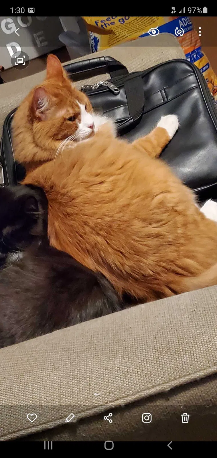 Lost cat in Warren, MI, 48089