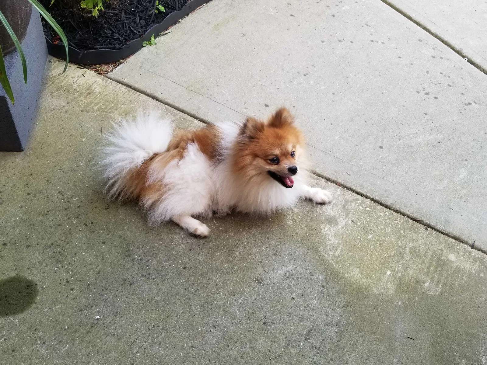 Lost dog in Snellville, GA, 30078