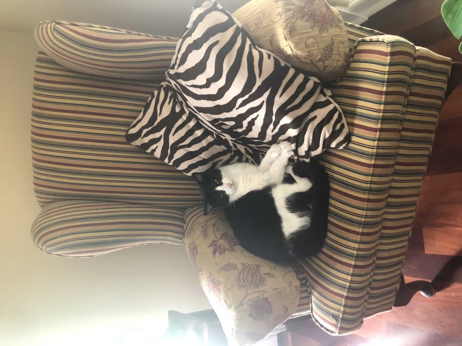 Lost cat in Lake Mary, FL, 32746