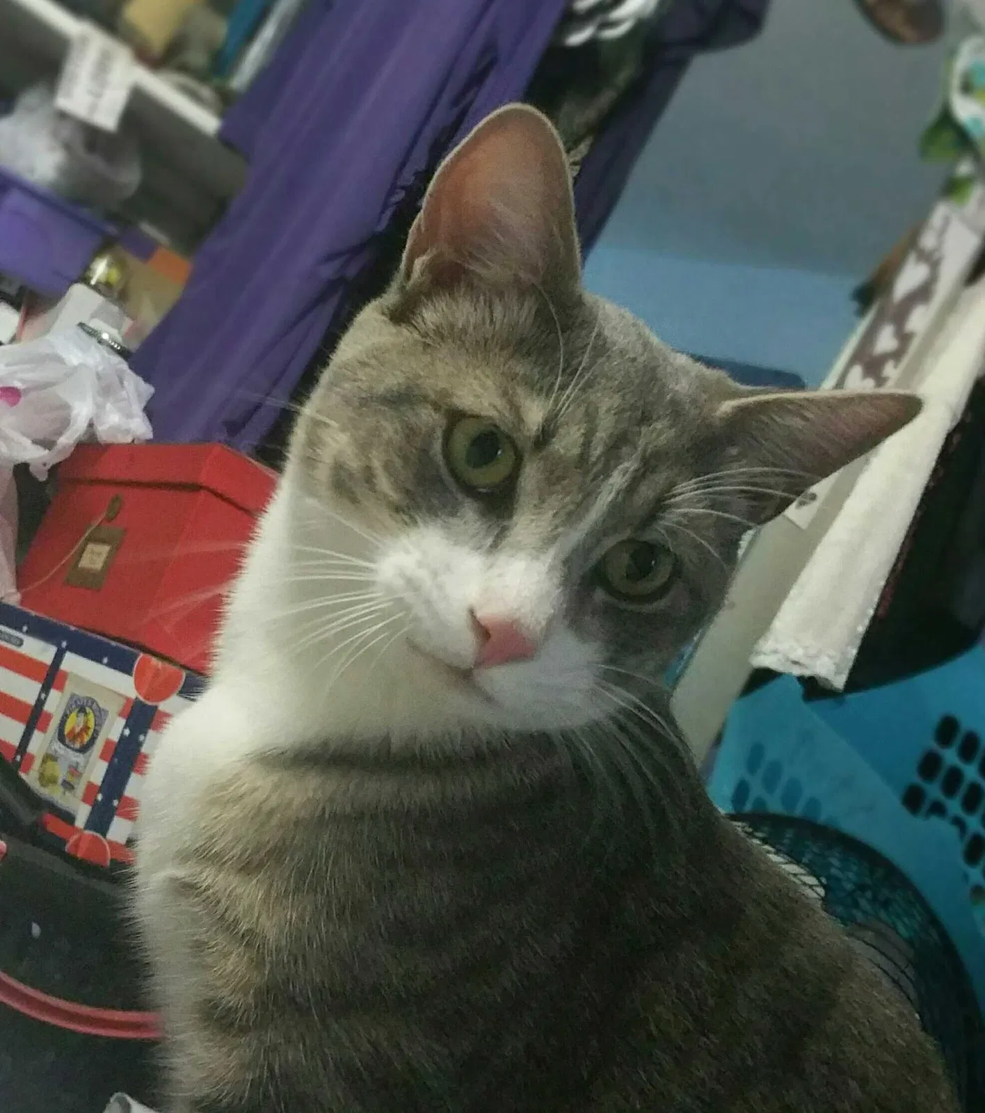 Lost cat in Phoenix, AZ, 85053
