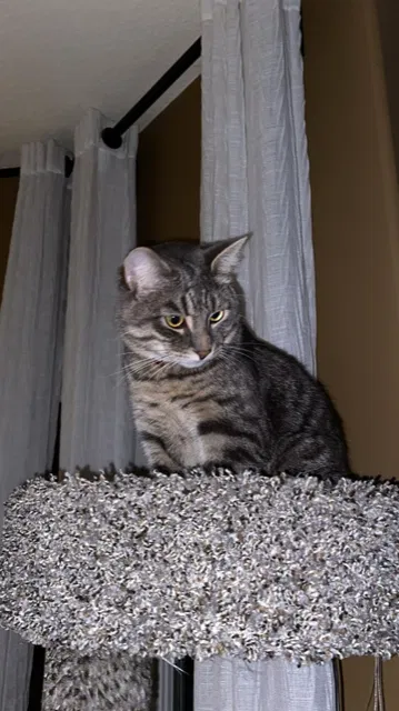 Lost cat in Vancouver, WA, 98686