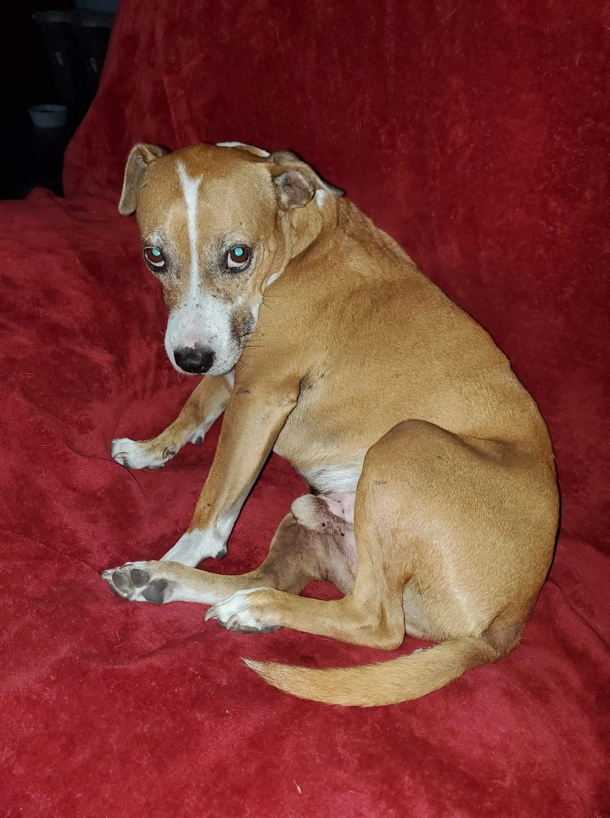 Lost dog in Gibsonton, FL, 33534