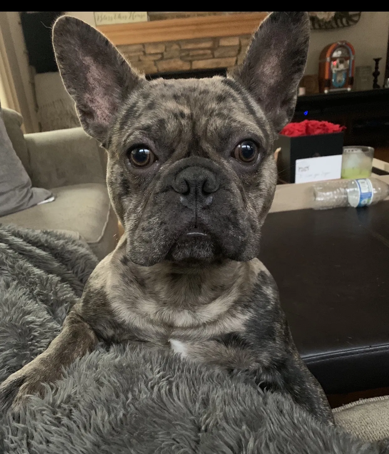 Lost dog in Turlock, CA, 95382