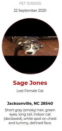 Lost cat in Jacksonville, NC, 28540