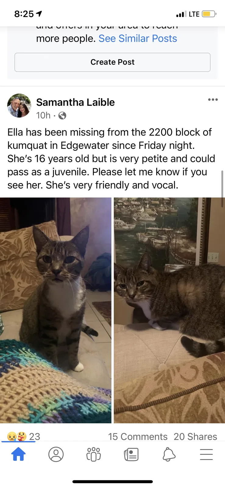 Lost cat in Edgewater, FL, 32141