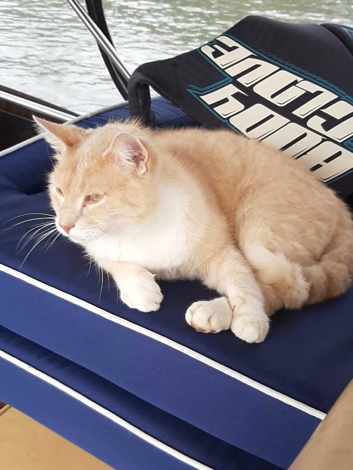 Lost cat in Florence, AL, 35630