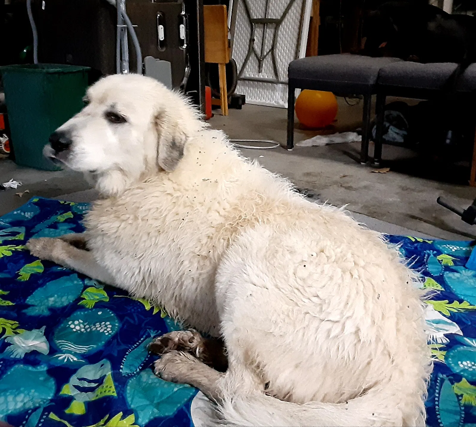 Found dog in Mounds, OK, 74047