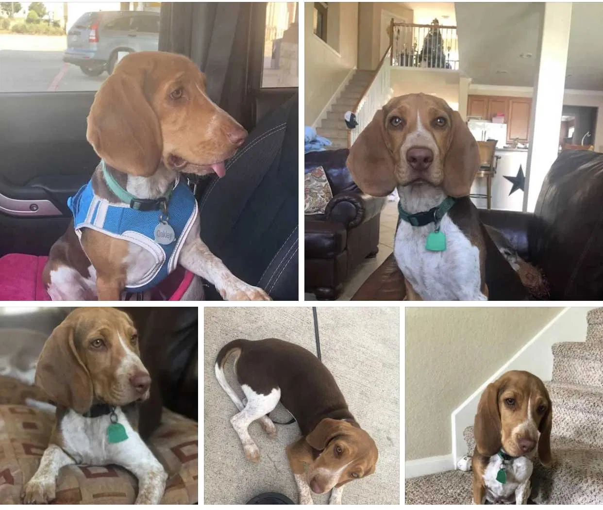 Lost dog in Richmond, TX, 77406