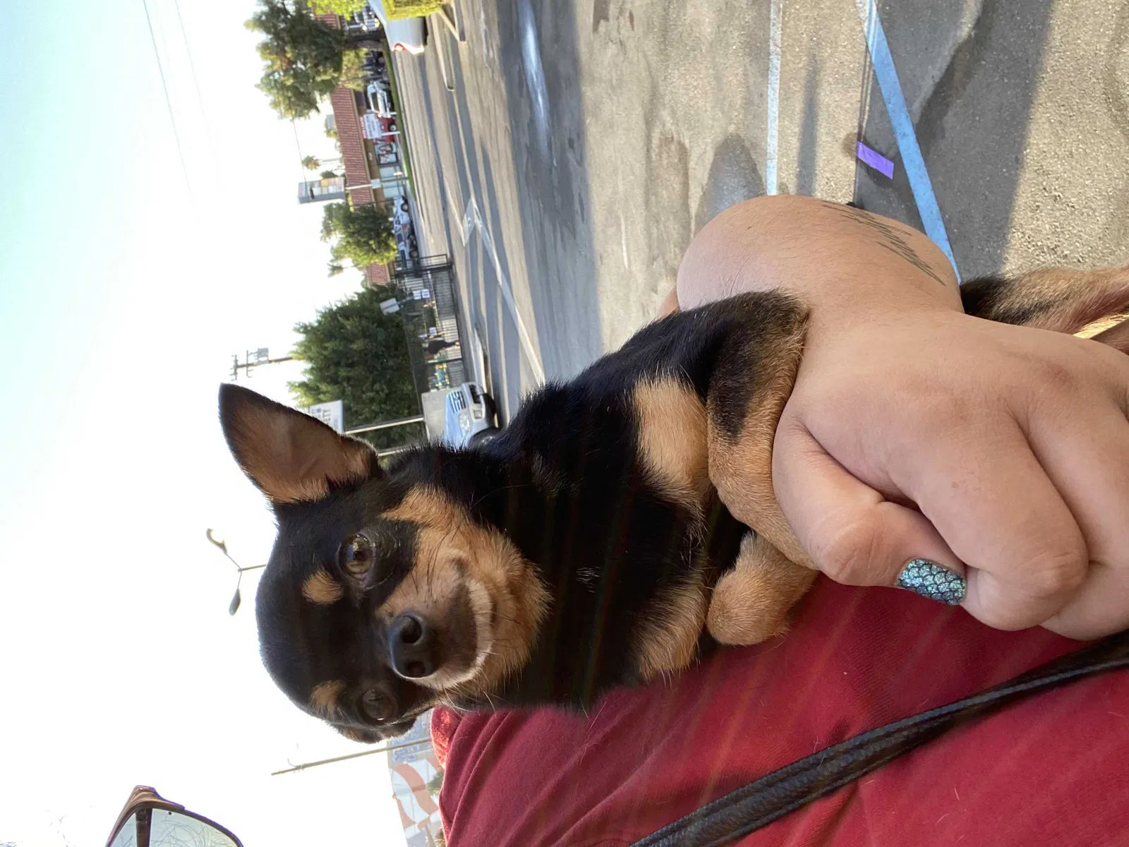 Lost dog in Long Beach, CA, 90807