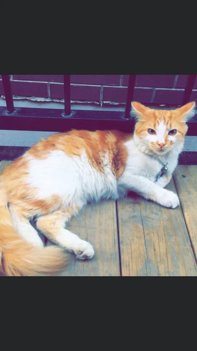 Lost cat in Chicago, IL, 60608