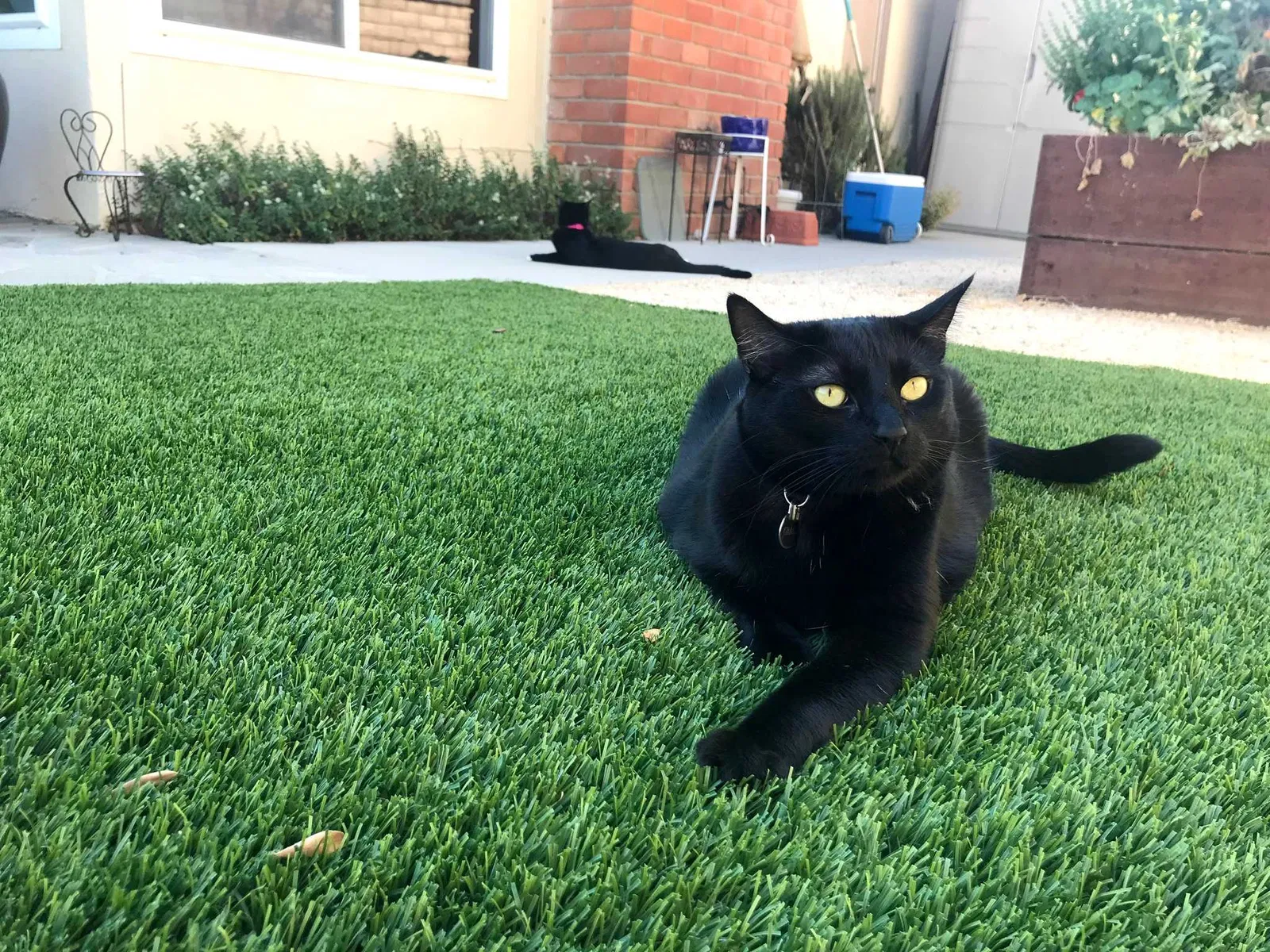 Lost cat in Villa Park, CA, 92861
