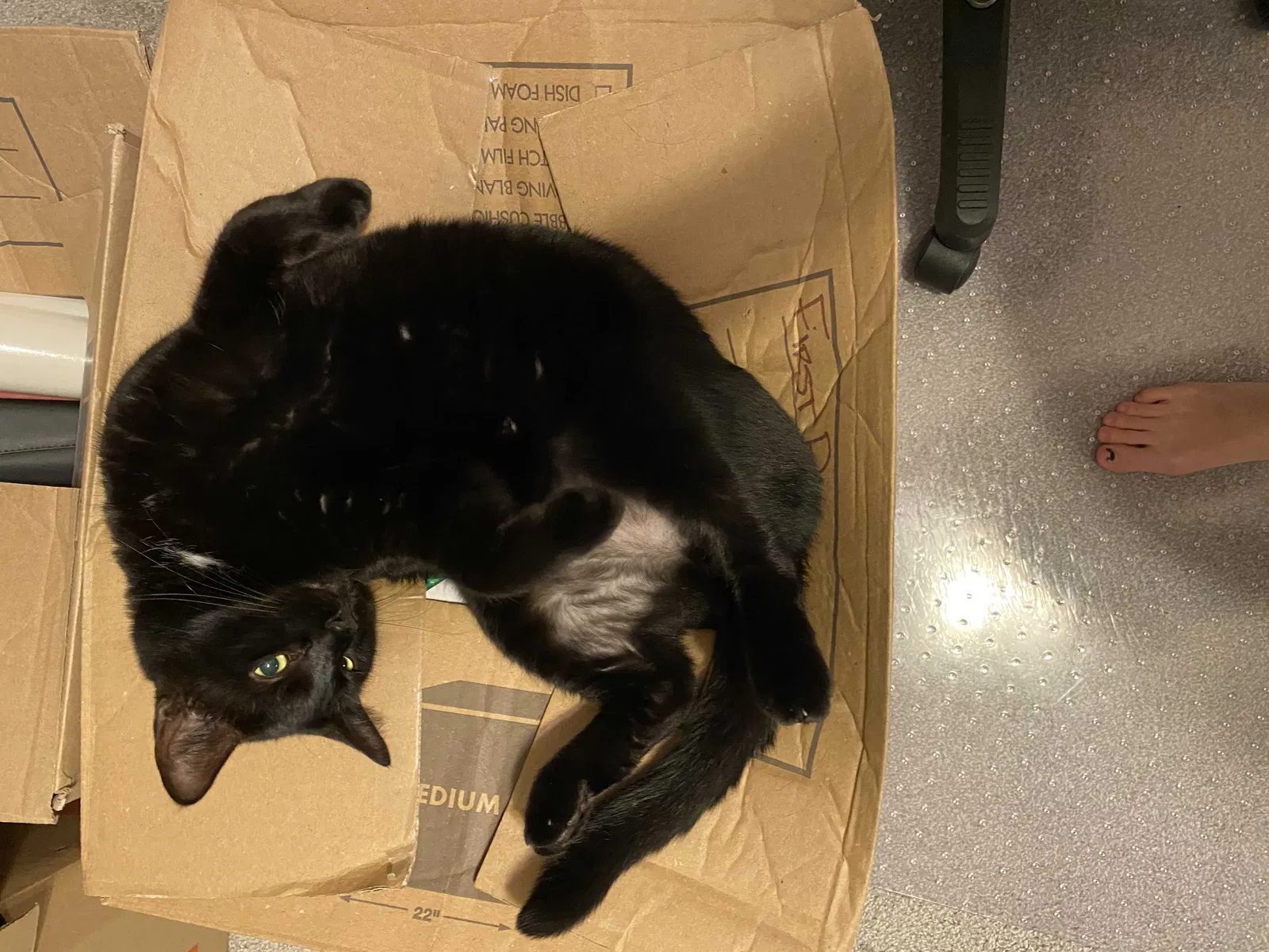 Lost cat in Katy, TX, 77494