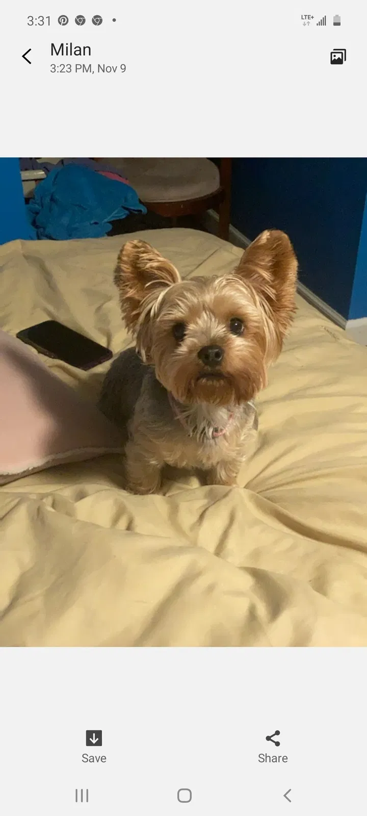 Lost dog in Hartford, CT, 6112
