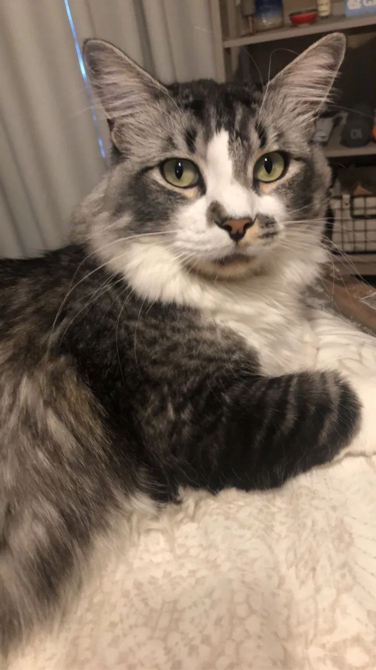 Lost cat in North Las Vegas, NV, 89081