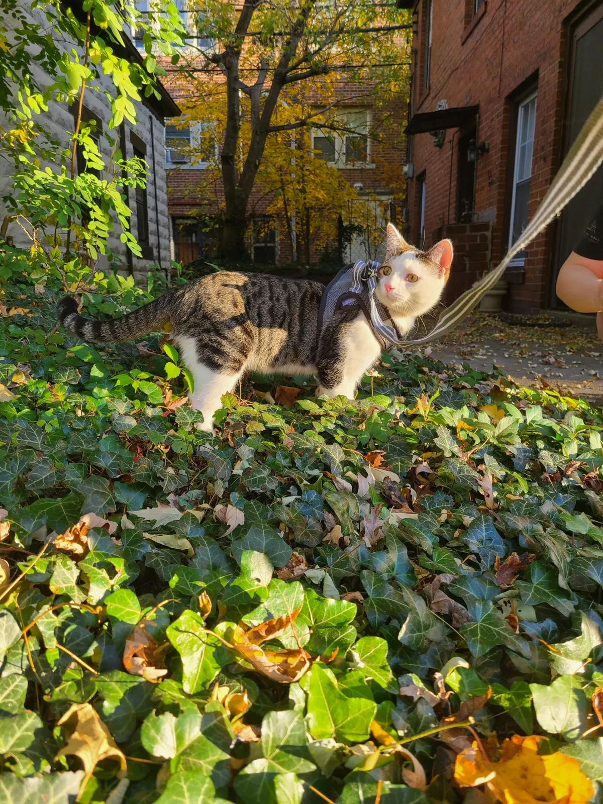 Lost cat in Cleveland, OH, 44106