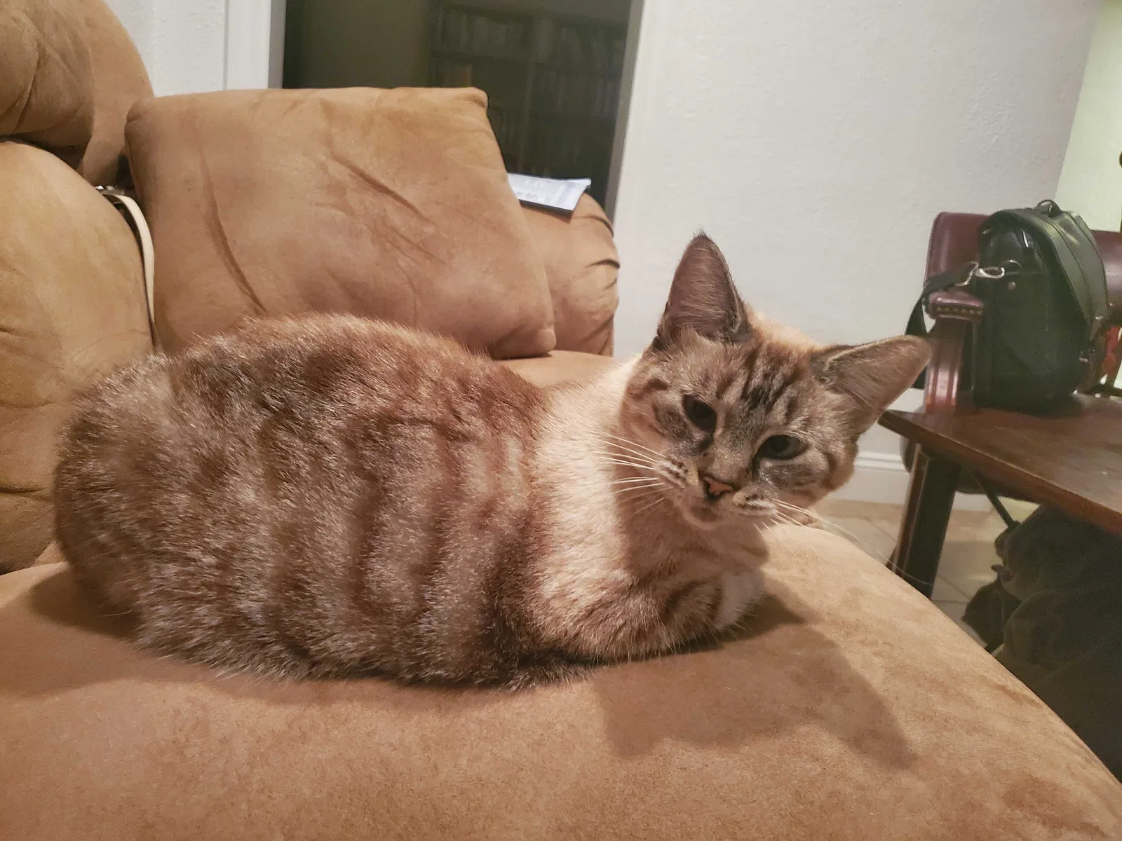 Lost cat in Orlando, FL, 32803