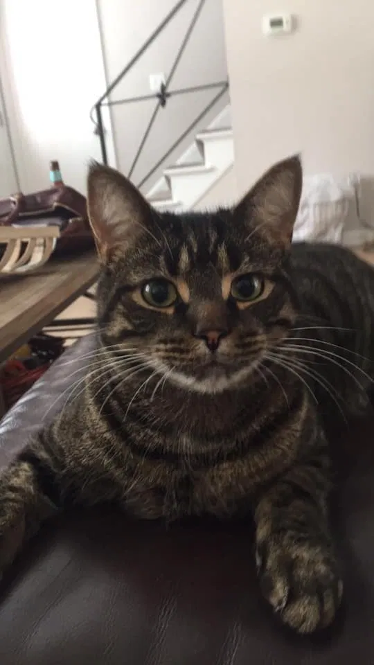 Lost cat in Columbus, OH, 43224