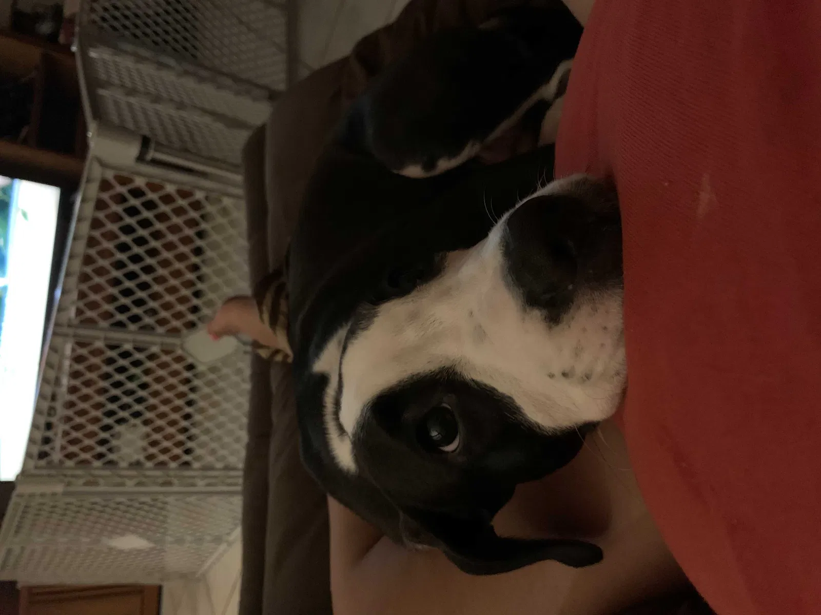 Lost dog in Orlando, FL, 32822