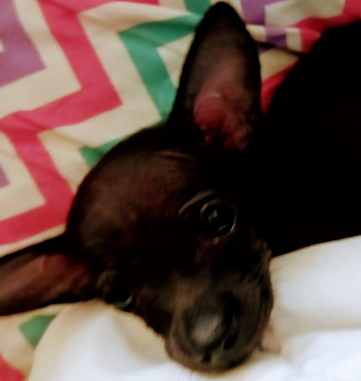 Lost dog in Covington, KY, 41014