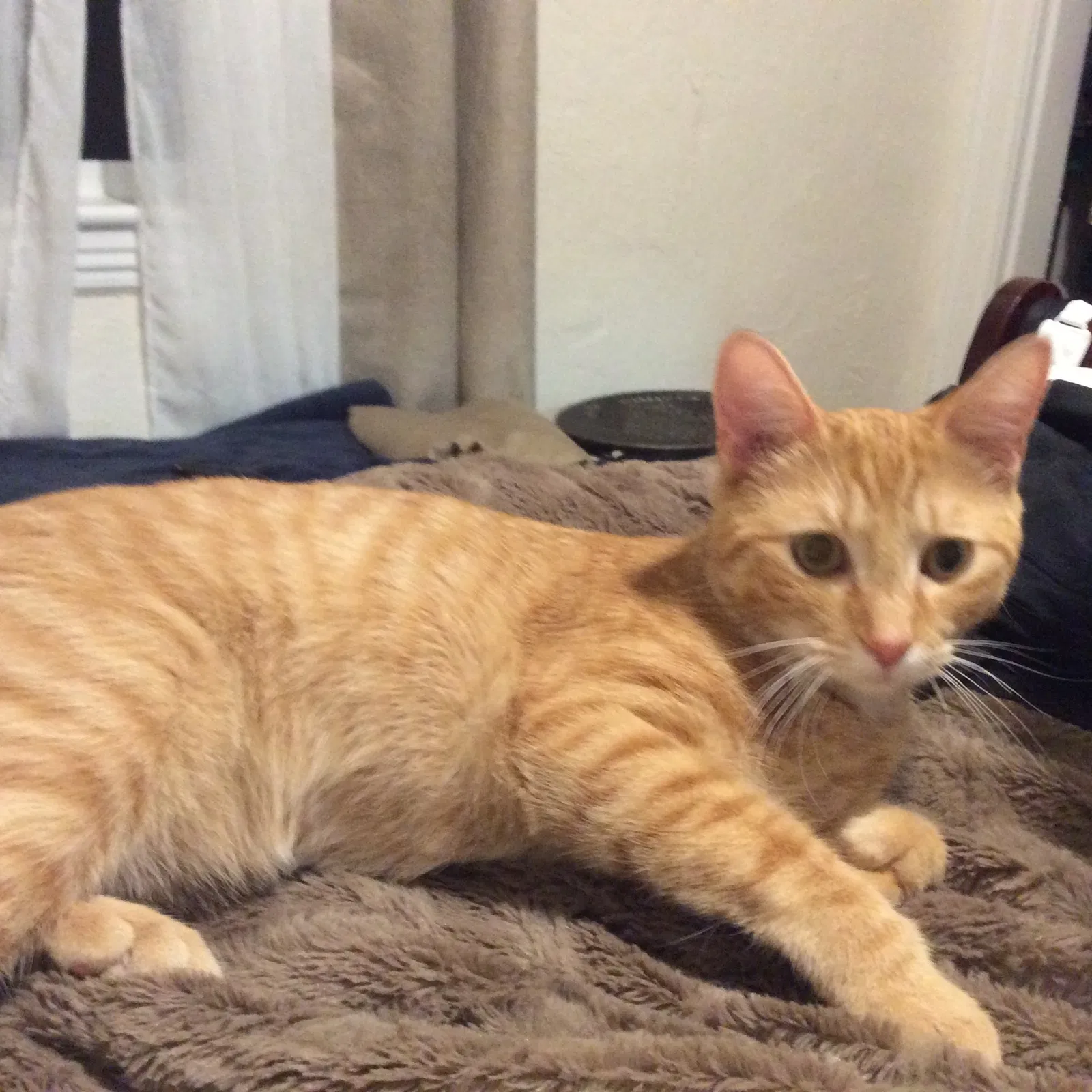 Lost cat in Paxton, MA, 1612