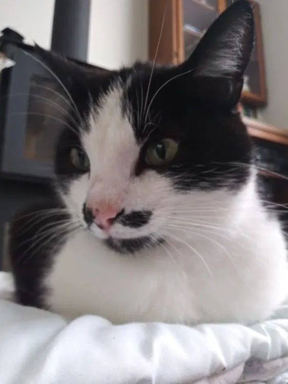 Lost cat in El Sobrante, CA, 94803