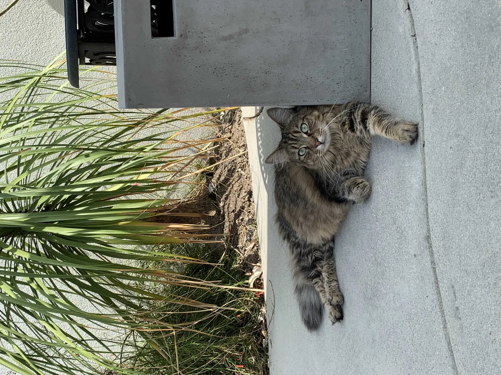 Lost cat in Long Beach, CA, 90803