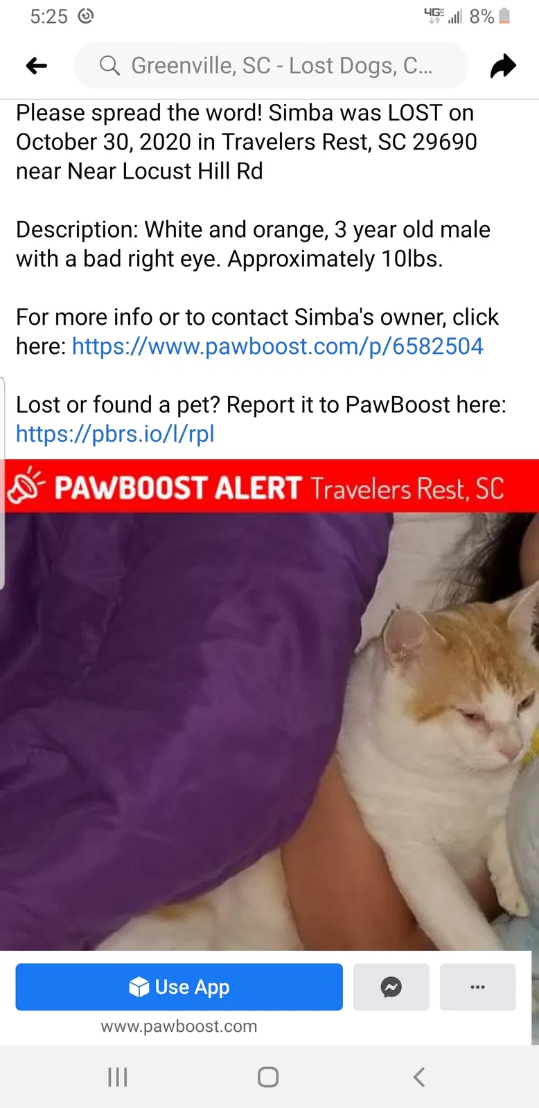 Lost cat in Travelers Rest, SC, 29690