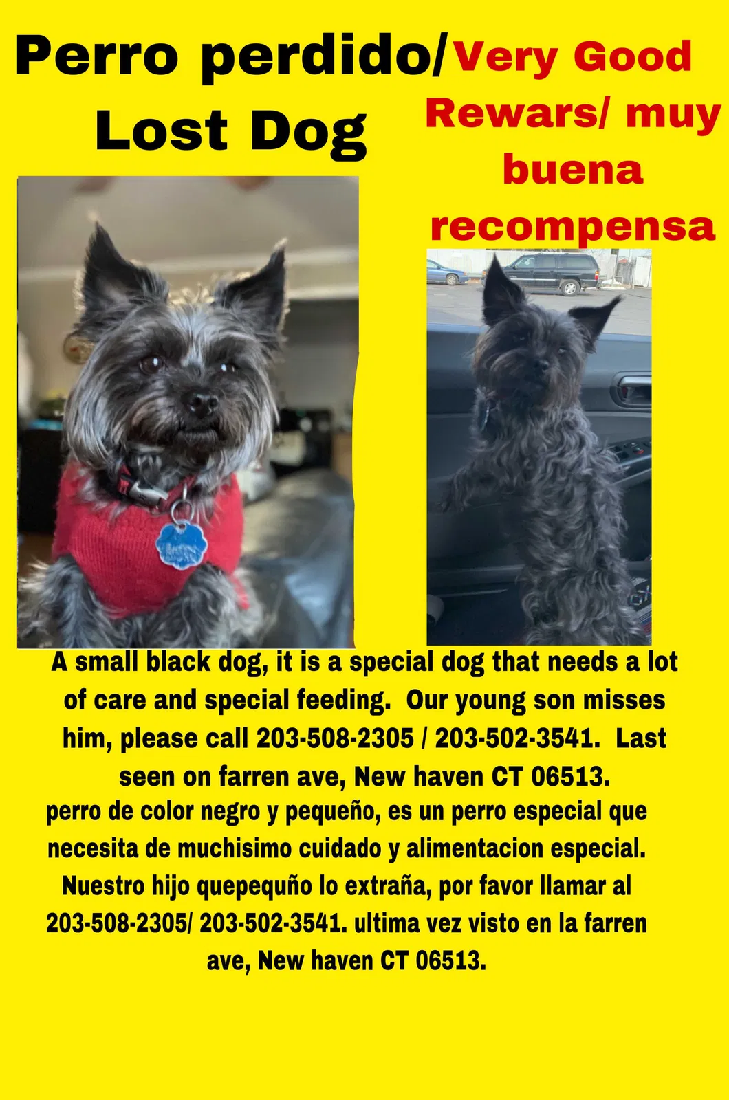Lost dog in New Haven, CT, 6513