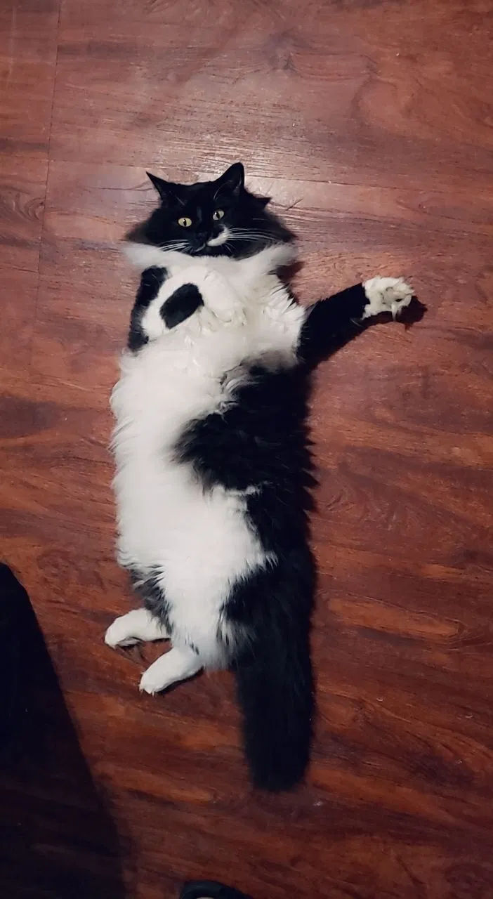 Lost cat in Miami, FL, 33157