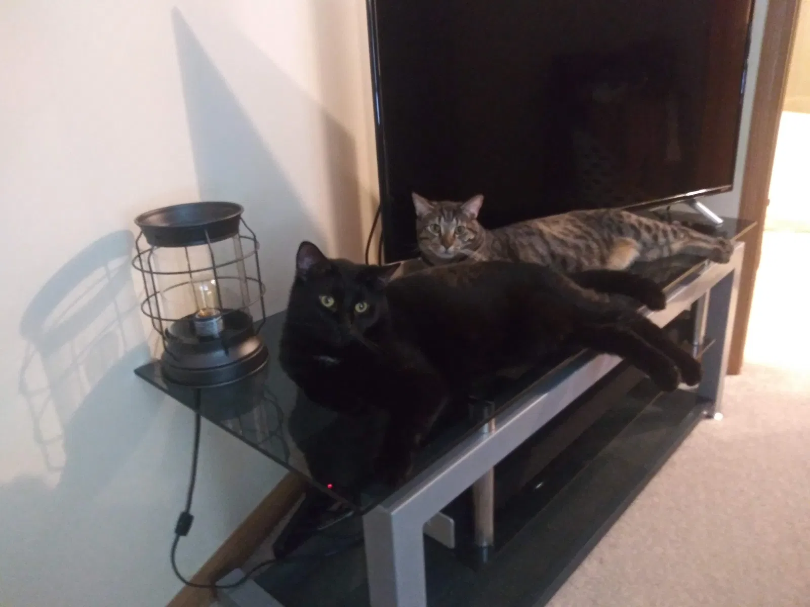 Lost cat in Toledo, OH, 43609
