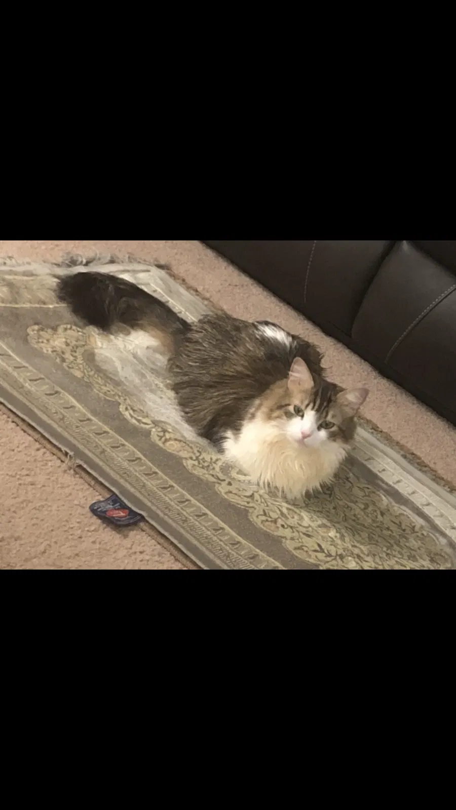 Lost cat in Alexandria, VA, 22311