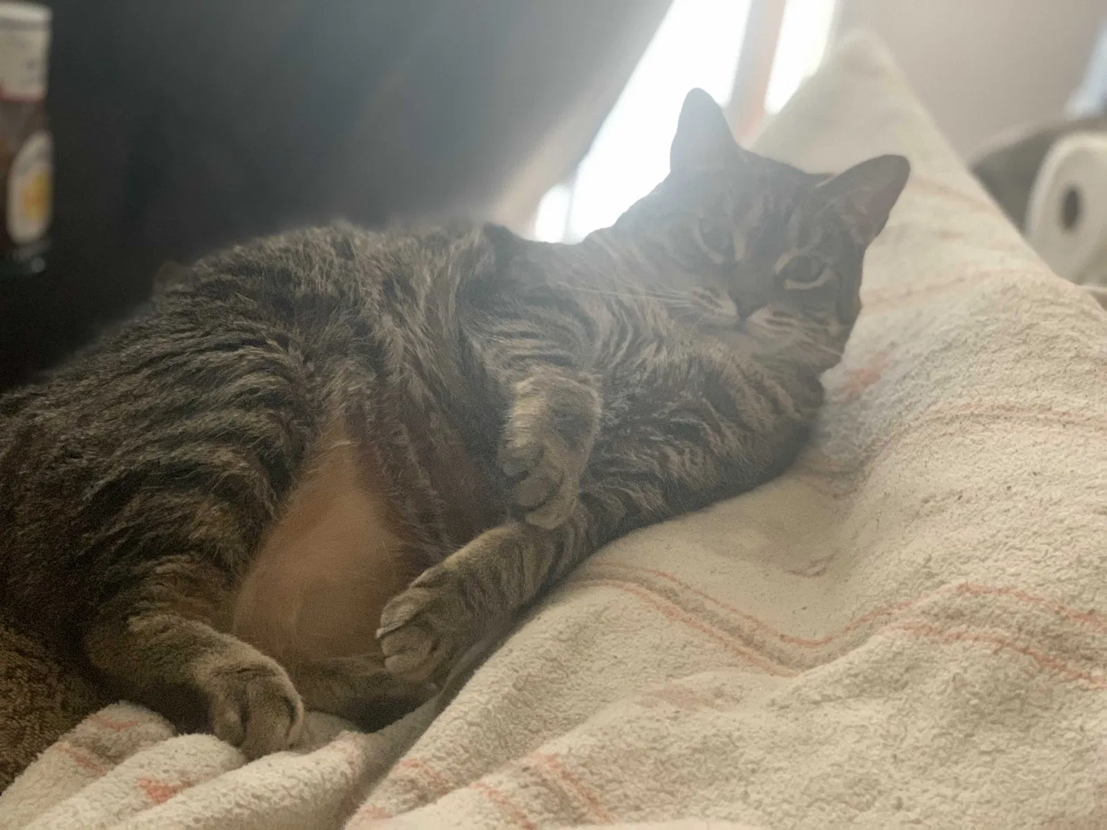 Lost cat in Joliet, IL, 60433