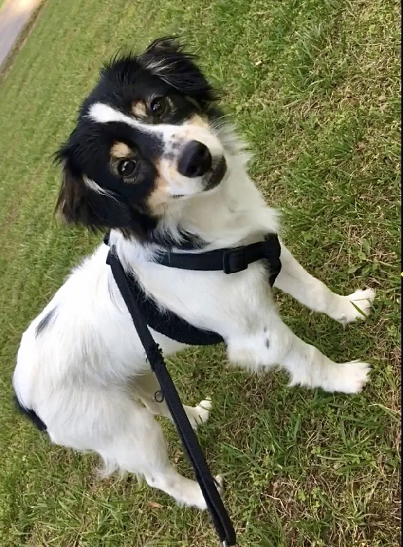 Lost dog in Hendersonville, NC, 28792