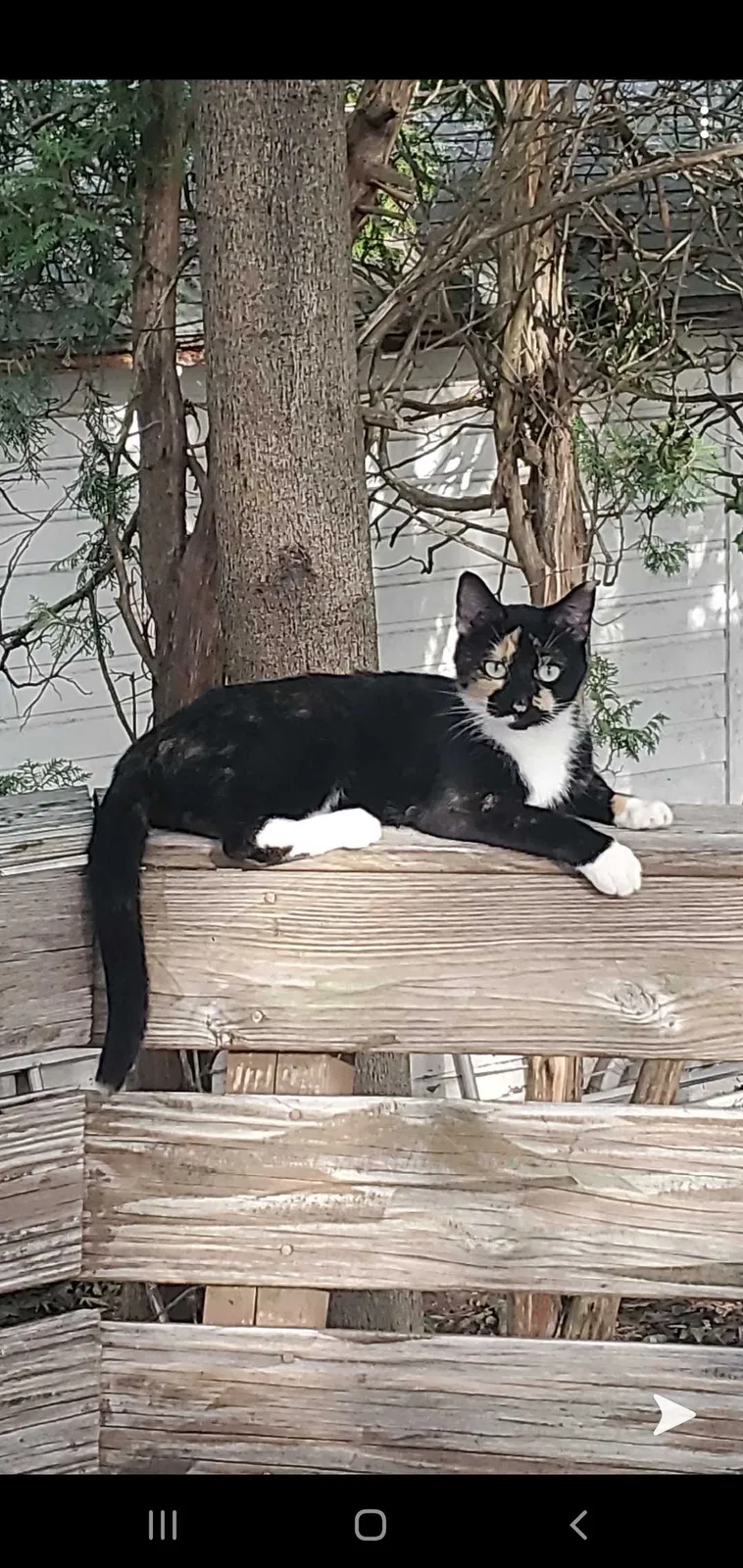 Lost cat in Melrose, MA, 2176