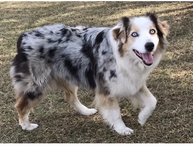 Lost dog in Plymouth, IN, 46563