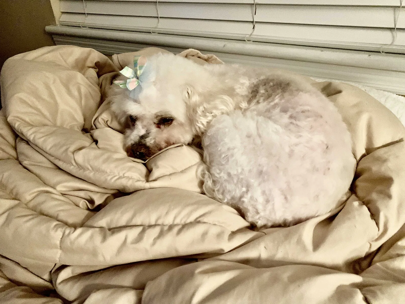 Lost dog in Birmingham, AL, 35216