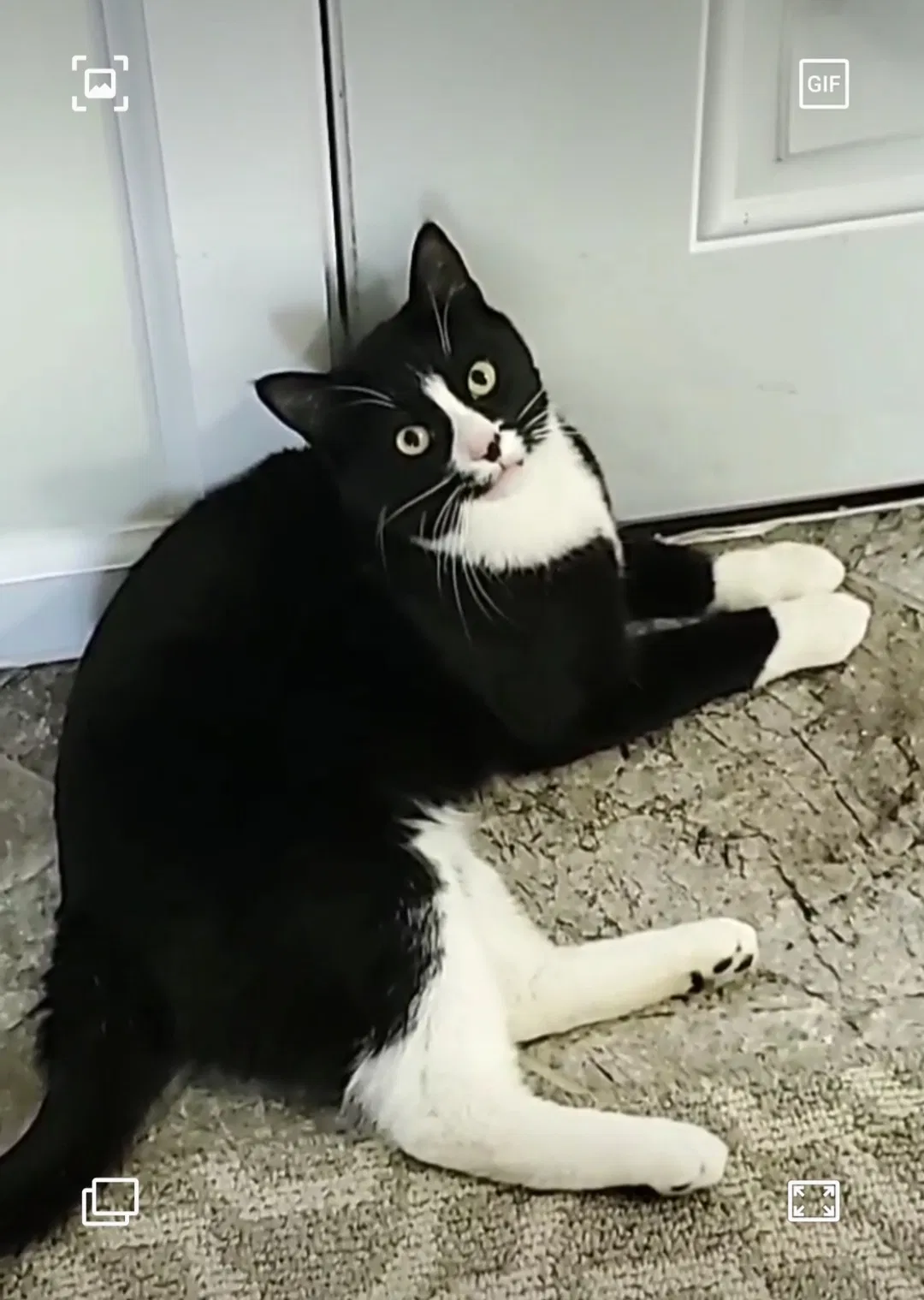 Lost cat in Saint Peters, MO, 63376