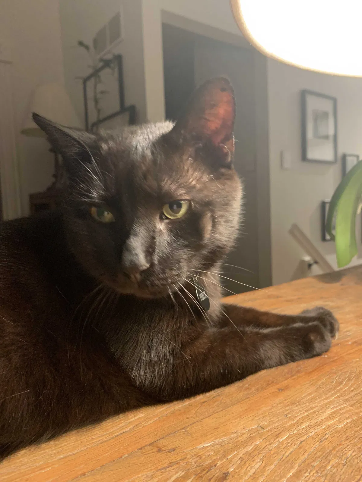Lost cat in Folsom, CA, 95630