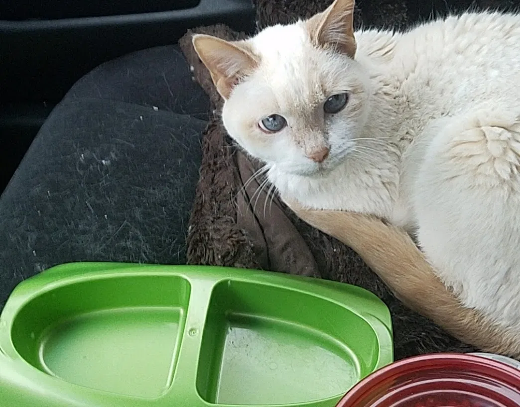 Lost cat in Alexandria, VA, 22304