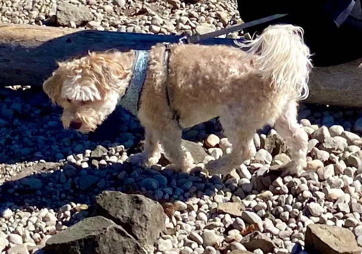Lost dog in Vancouver, WA, 98682