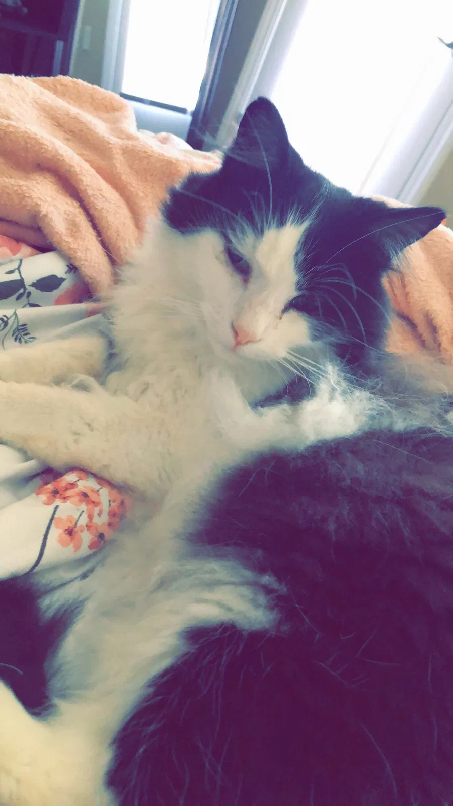 Lost cat in De Pere, WI, 54115