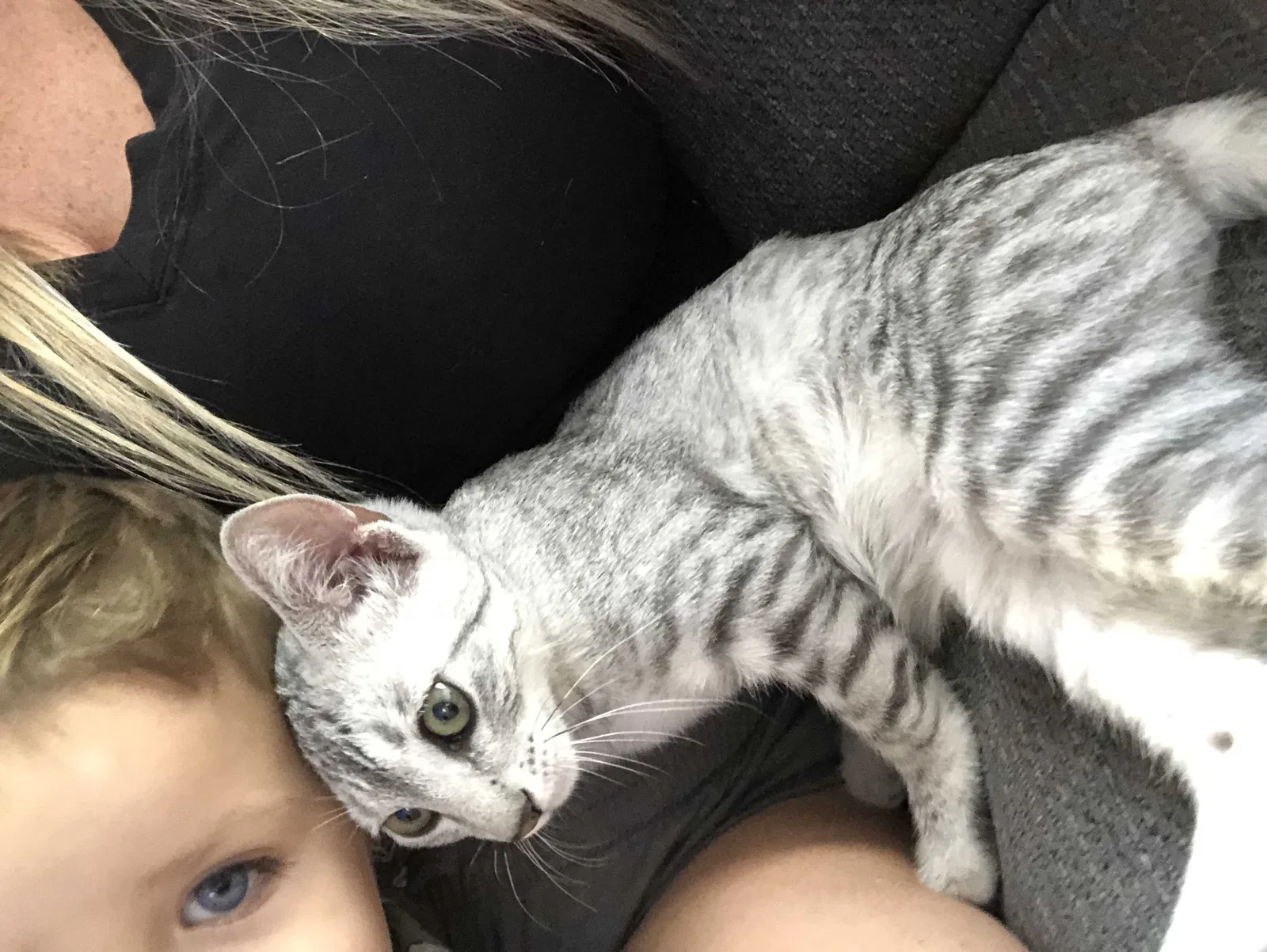 Lost cat in Downey, CA, 90241