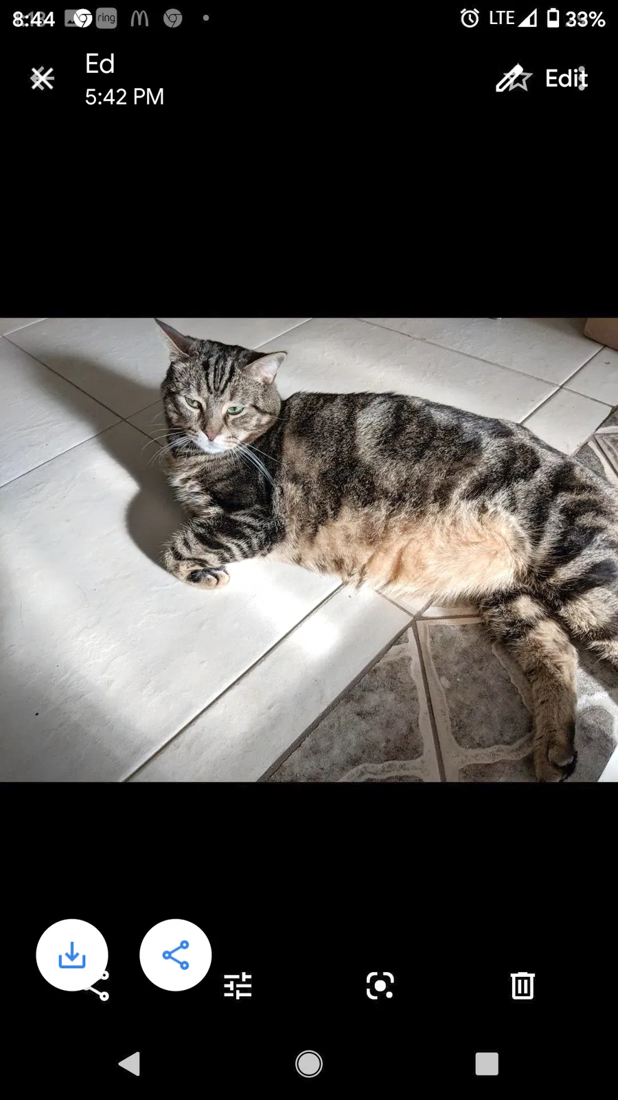 Lost cat in Vero Beach, FL, 32962
