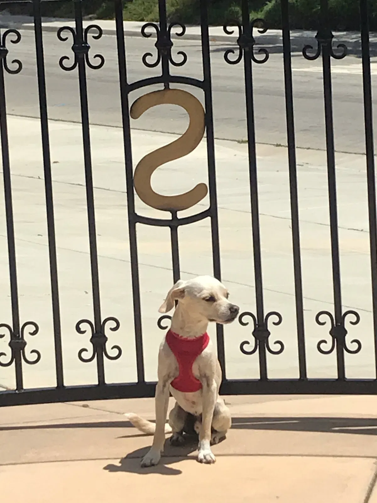 Lost dog in Moreno Valley, CA, 92555