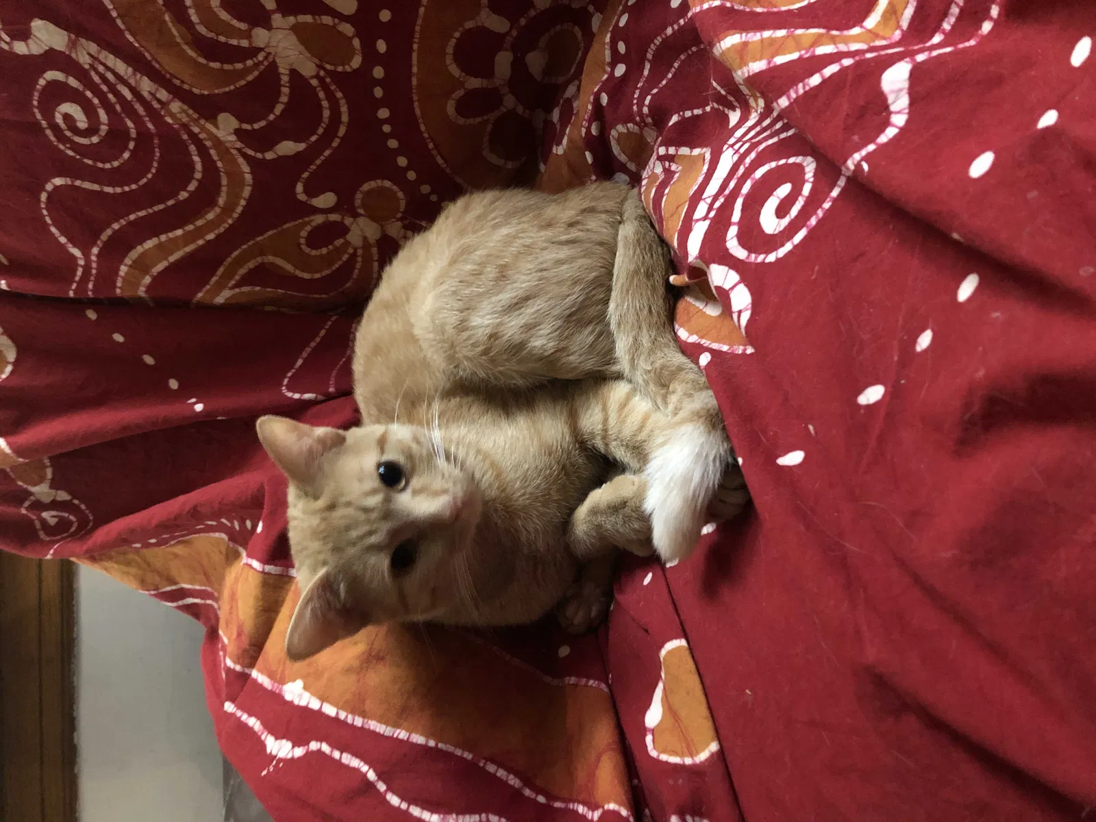 Lost cat in Chicago, IL, 60618
