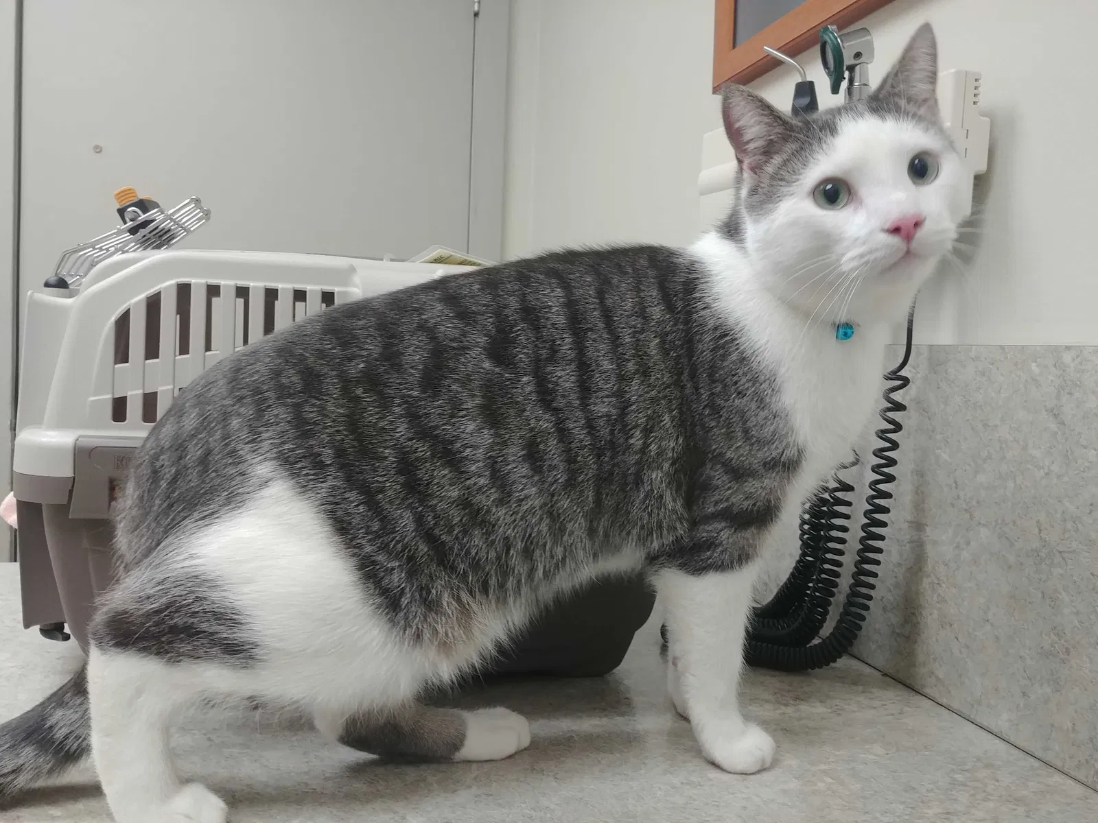 Lost cat in Charlotte, NC, 28212