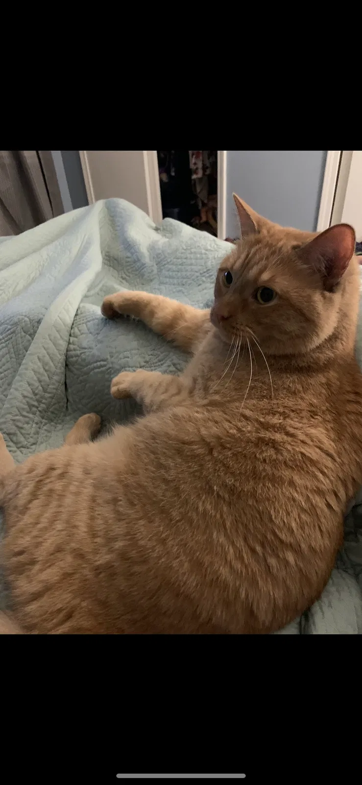 Lost cat in Mobile, AL, 36608