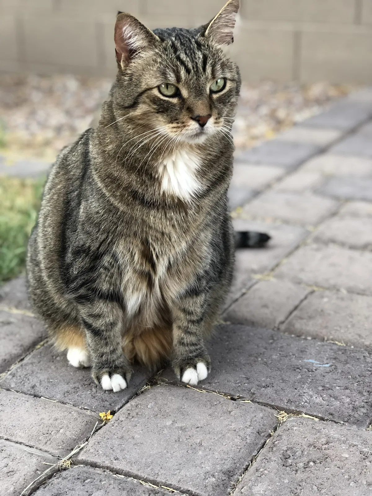 Lost cat in Chandler, AZ, 85286