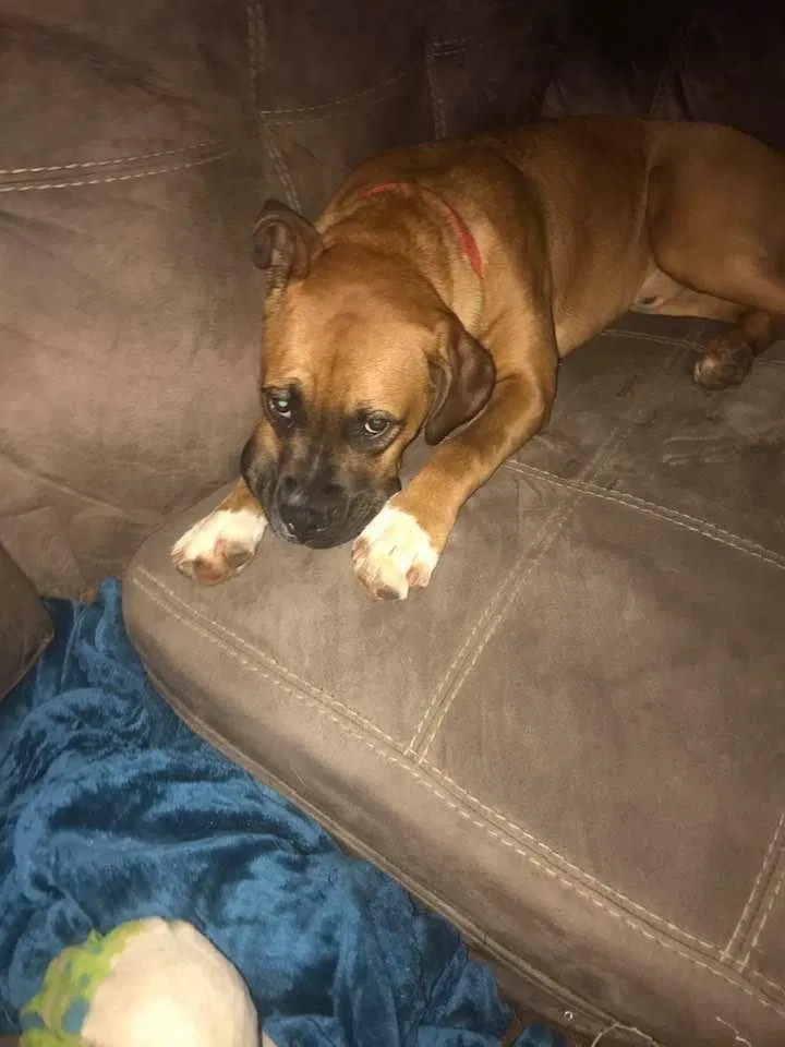 Lost dog in Tobaccoville, NC, 27050