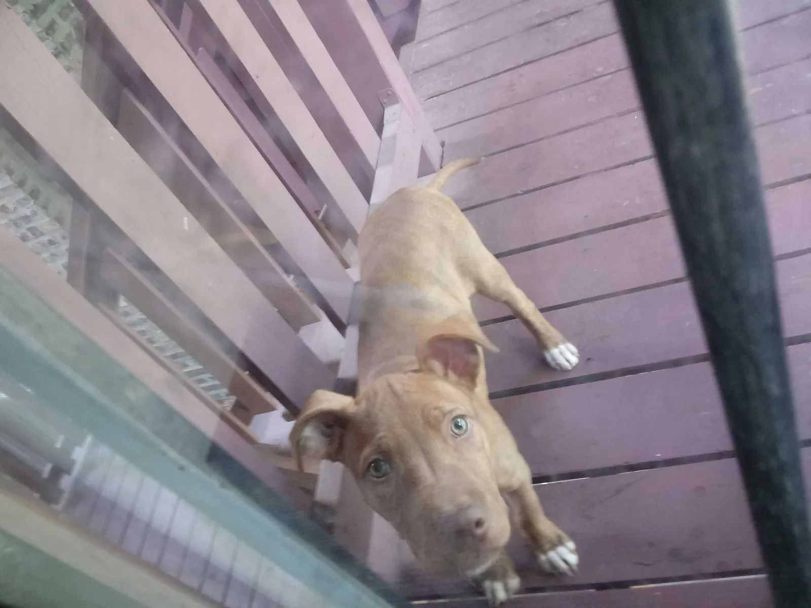 Lost dog in Chicago, IL, 60628